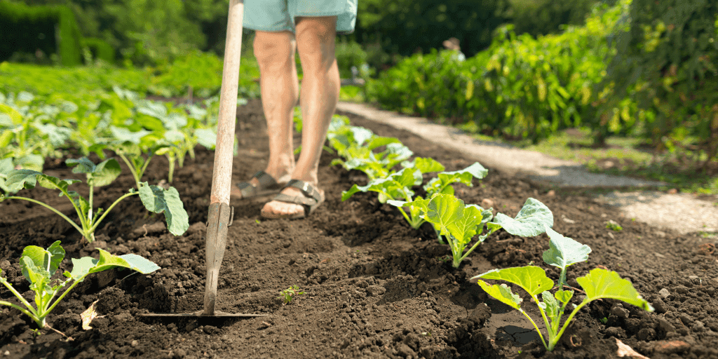 Arrendar o vender fincas rústicas